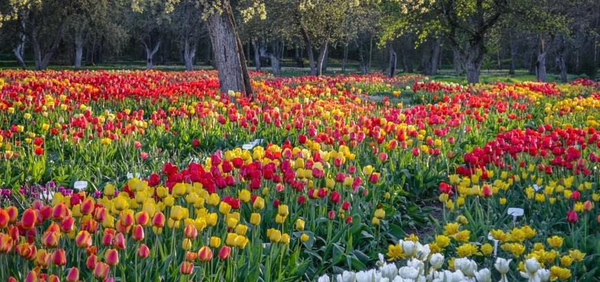 BURBIŠKIO DVARAS RUOŠIASI VIENINTELEI LIETUVOJE TULPIŲ ŽYDĖJIMO ŠVENTEI