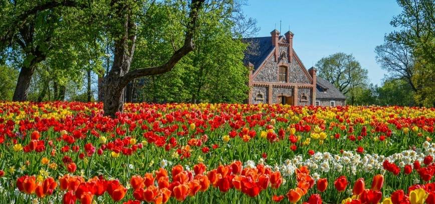 BURBIŠKIO DVARAS 23-IĄJĮ KARTĄ ŠVĘS TULPIŲ ŽYDĖJIMĄ