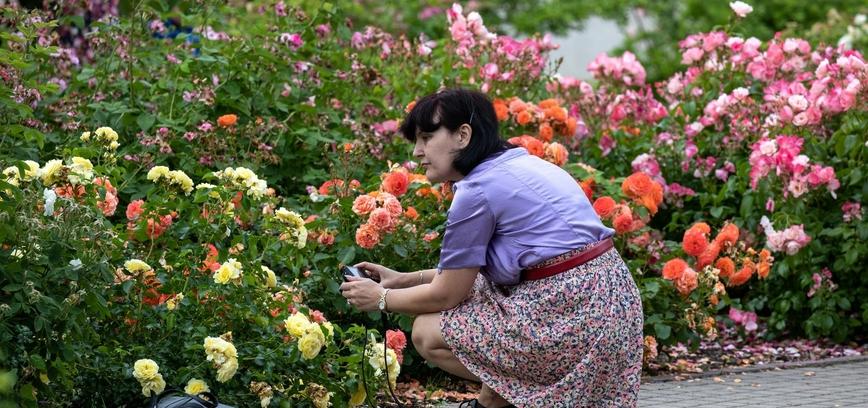  ŠIAULIAI ŽYDI: TŪKSTANČIAI ROŽIŲ IR KITŲ VASAROS ŽIEDŲ GRAŽIAUSIAI JŪSŲ NUOTRAUKAI