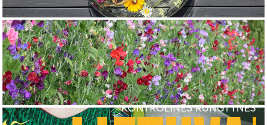 ŽOLINĖS ŠIAULIUOSE: PASAULINIO LYGIO KREPŠINIO ŽVAIGŽDĖS IR RENGINIŲ GAUSA