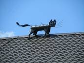 Cats_on__Valerijonas_roof.jpg
