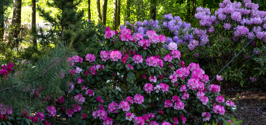 EKSKURSIJA VU ŠA BOTANIKOS SODE „ VASARIŠKOS SODO ISTORIJOS“