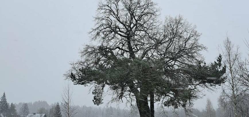 VIETŲ NEBĖRA. EKSKURSIJA-ŽYGIS „KUR GAUDŽIA PALENDRIŲ VARPAS?“