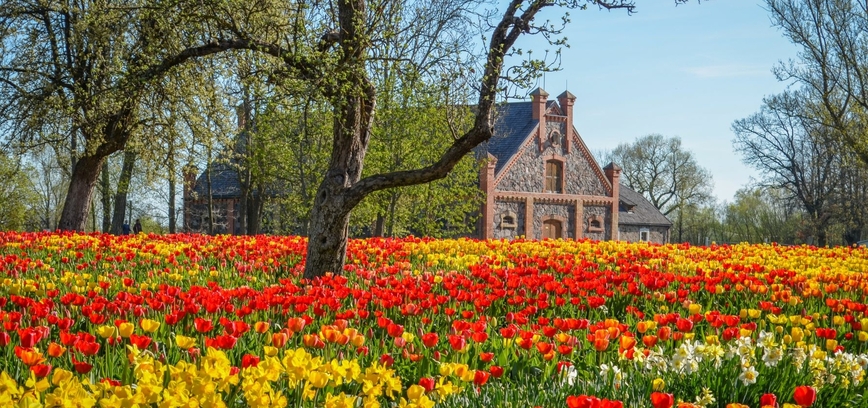 TULPIŲ ŽYDĖJIMO ŠVENTĖ BURBIŠKIO DVARE