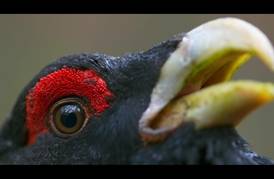  Dokumentinio filmo „Sengirė“ peržiūra 