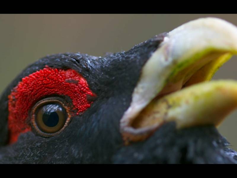  Dokumentinio filmo „Sengirė“ peržiūra 