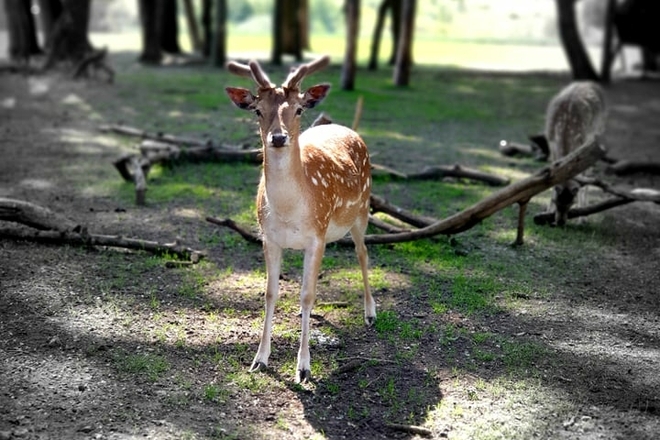 BREEDING BIRDS‘ AND DOMESTIC ANIMALS‘ ZOO „RAIBA PLUNKSNA“ („SPOTTED FEATHER“)