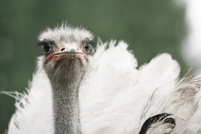 BREEDING BIRDS‘ AND DOMESTIC ANIMALS‘ ZOO „RAIBA PLUNKSNA“ („SPOTTED FEATHER“)