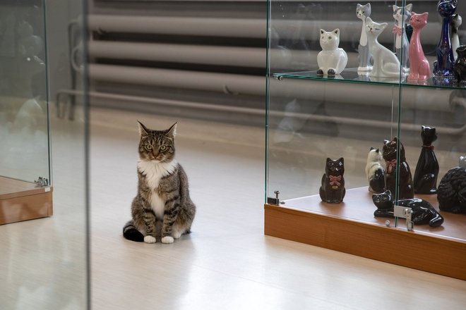 VANDA KAVALIAUSKIENĖ’S CATS MUSEUM