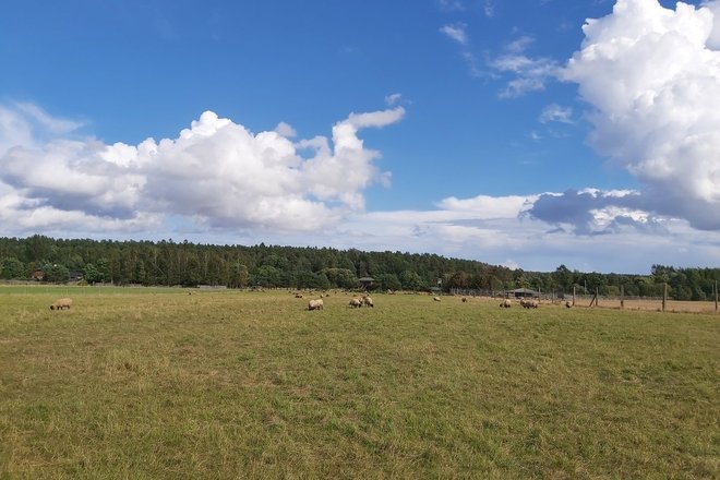 ALGIRDAS LAUCEVIČIUS‘ DEER FARM