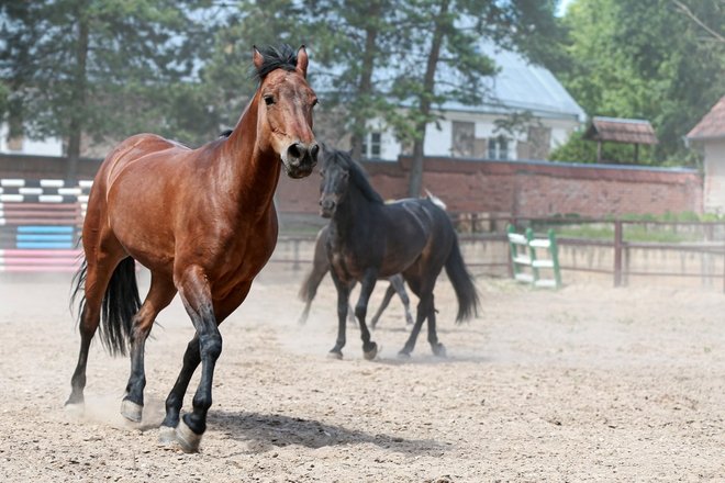 NAISIAI STUD FARM ŽEMAITUKAS