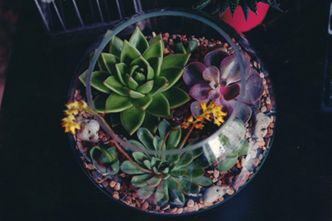 FLORARIUMAS
