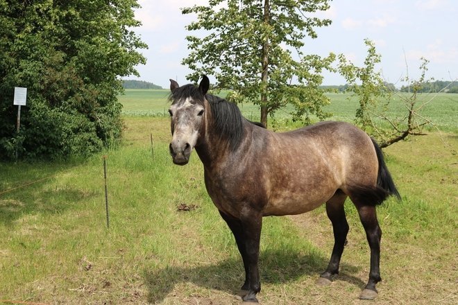  ŠEDUVA SCHOOL HORSE FARM