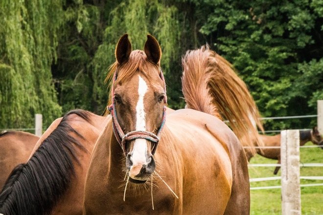 ŠIAULIAI EQUESTRIAN CENTRE OF YOUNG NATURALISTS