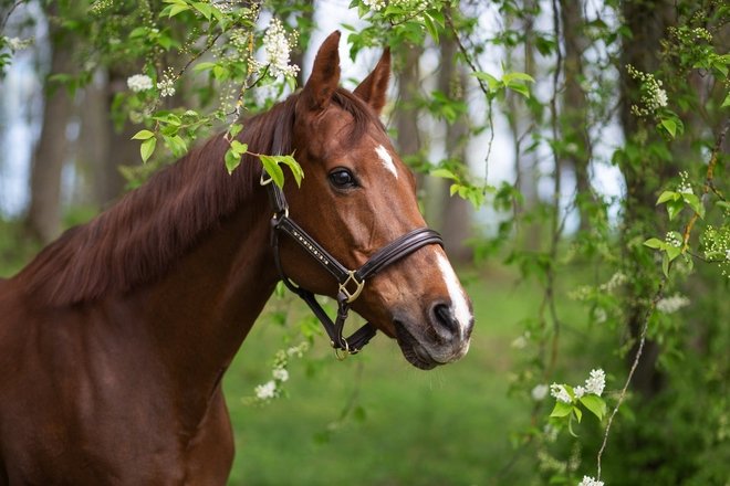 KURTUVĖNAI LIVE HORSE MUSEUM