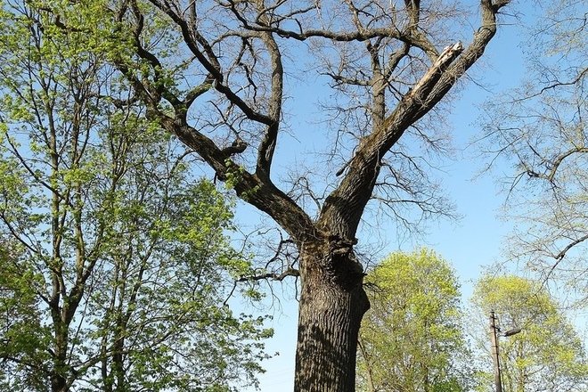 KLOVAINIAI OAK