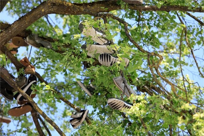 SHOE TREE