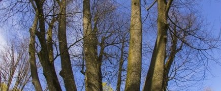 Papilės penkiolikakamienė liepa