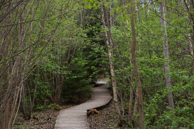 VAINAGIAI FOREST TRAIL